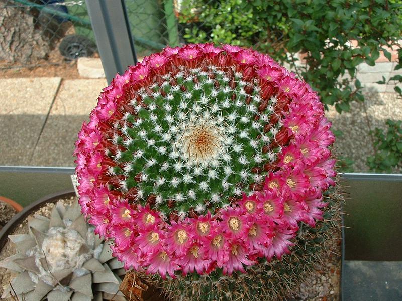 Mammillaria spec._2.JPG